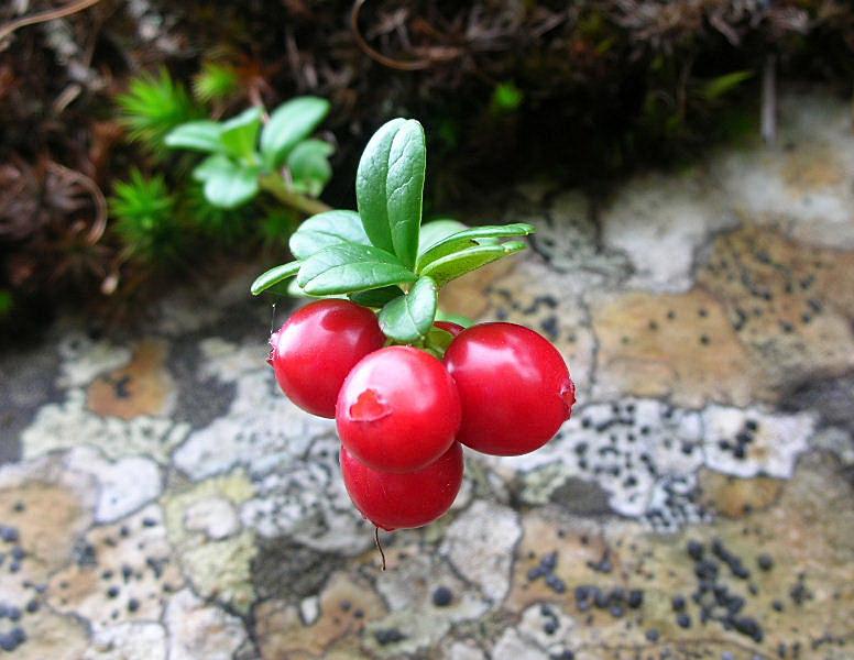 Vaccinium vitis-idaea / Mirtillo rosso